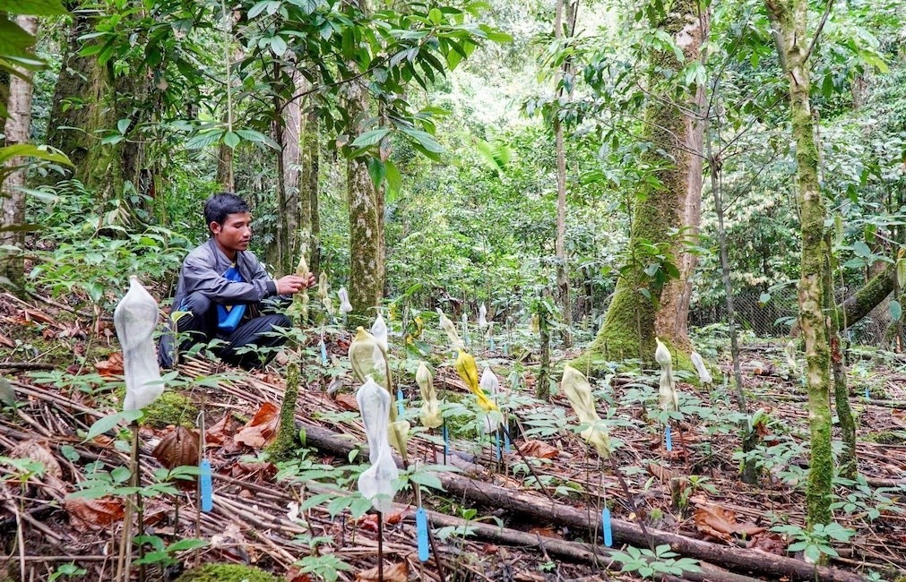 Đà Nẵng: Yêu cầu xử lý nghiêm việc phá rừng tự nhiên trồng sâm Ngọc Linh