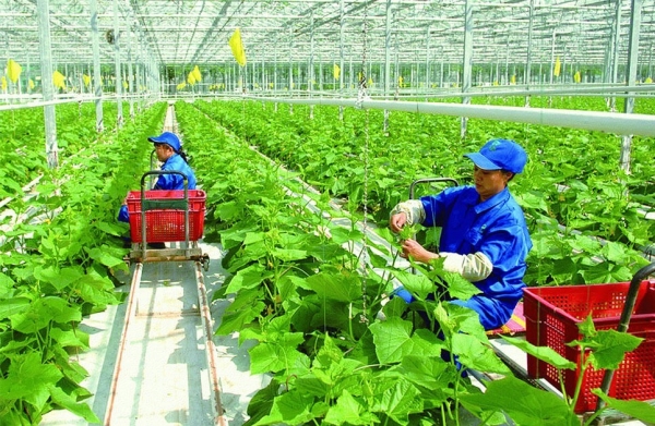 Vai trò then chốt của cơ quan khuyến nông đối với sự nghiệp phát triển nông nghiệp hữu cơ