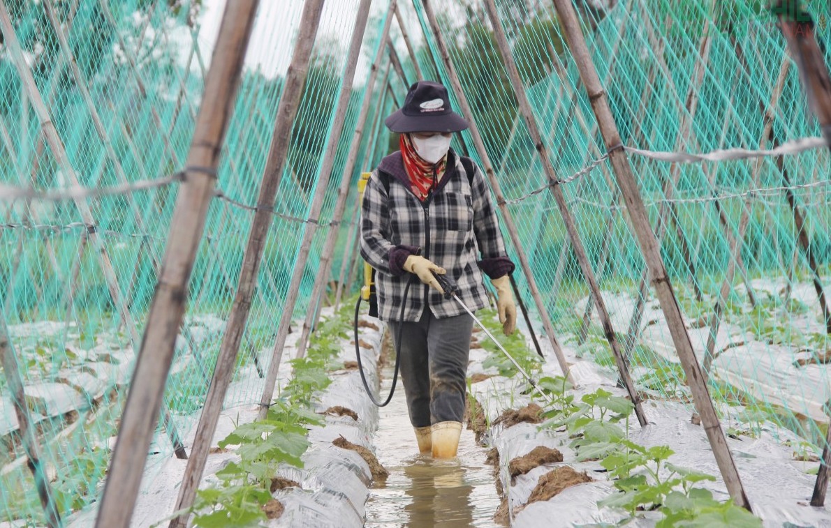 Nghệ An tăng cường chỉ đạo, sản xuất trồng trọt vụ Đông 2025