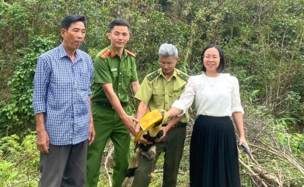 Nghệ An: Chim Hồng hoàng quý hiếm bay vào nhà dân được thả về tự nhiên