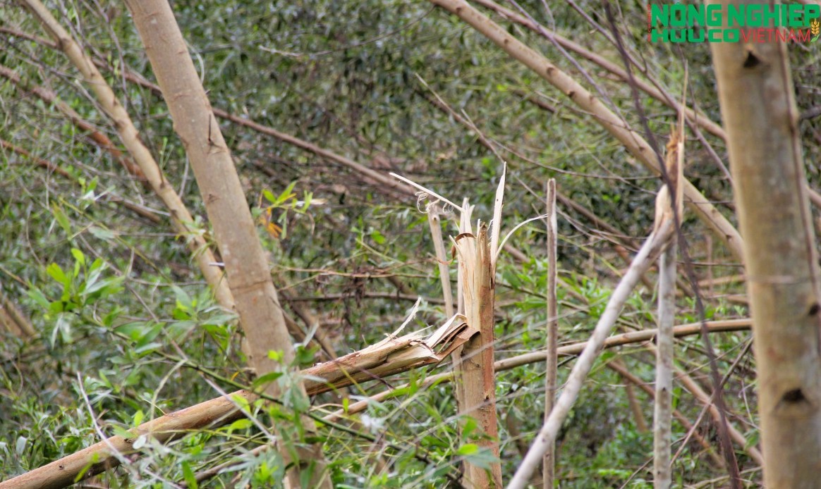 Xót xa những cánh rừng keo nguyên liệu “bay” theo gió bão