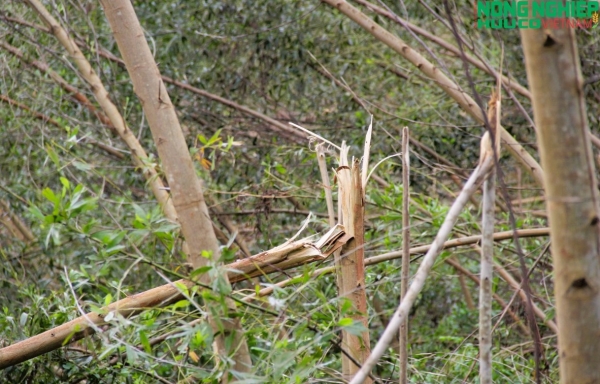 Giám đốc Sở NN&MT Nghệ An: “Hỗ trợ trồng rừng mới sau bão cho người dân”