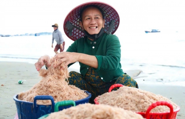 Quảng Ngãi: Trúng đậm mùa ruốc, ngư dân thu tiền triệu mỗi ngày