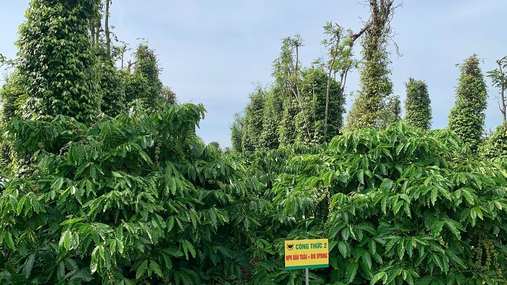 Hệ thống canh tác cà phê thông minh - Vai trò tích hợp của công nghệ và phân bón