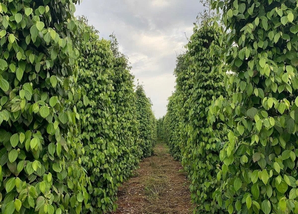 Lâm Đồng: Xã Thuận Hạnh hướng đến phát triển nông nghiệp xanh và bền vững