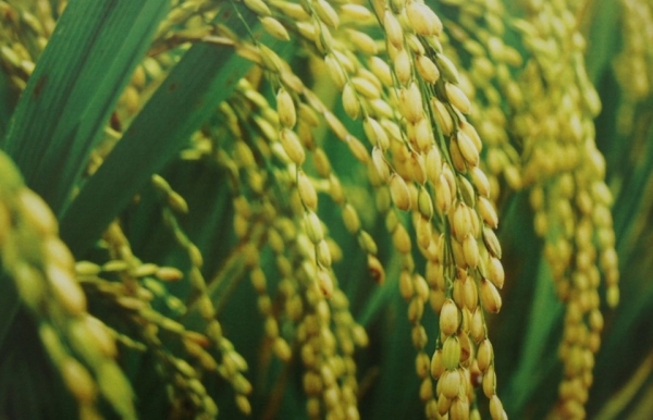 Từ tiềm năng đến hiện thực hóa một nền nông nghiệp hữu cơ bền vững