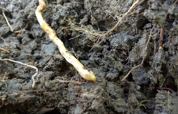 Tuyến trùng ký sinh - kẻ thù của rễ cây trồng: Đặc trị bằng giải pháp sinh học