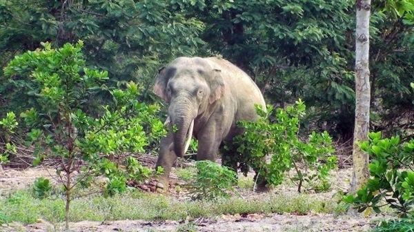Đồng Nai: Đẩy mạnh giải pháp bảo tồn Voi Châu Á và giảm thiểu xung đột giữa người và voi
