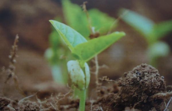 Cơ sở lý luận và thực tiễn phát triển nông nghiệp hữu cơ ở Việt Nam