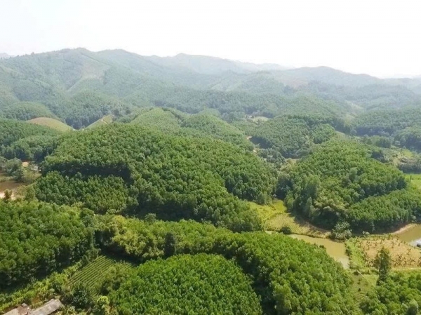 Lâm Đồng: Đôn đốc kế hoạch giao rừng, cho thuê rừng và chuyển mục đích sử dụng rừng