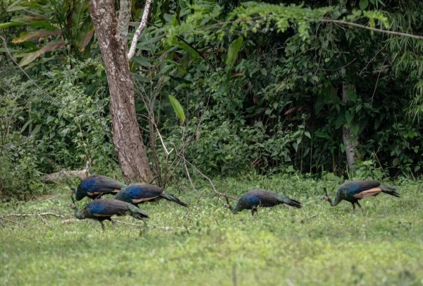 Vườn quốc gia Cát Tiên giành 4 giải thưởng du lịch sinh thái quốc tế