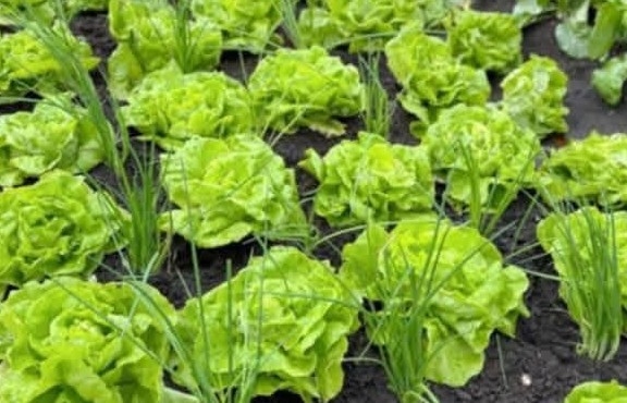 Cơ chế, chính sách phát triển nông nghiệp hữu cơ của Việt Nam