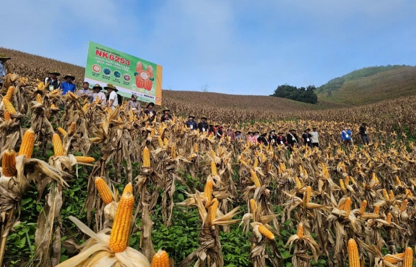 Canh tác ngô bền vững trên đất dốc tại các tỉnh vùng cao Tây Bắc