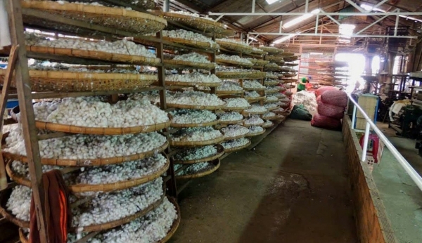 Lâm Đồng hướng tới trở thành trung tâm phát triển bền vững ngành Dâu tằm tơ của cả nước