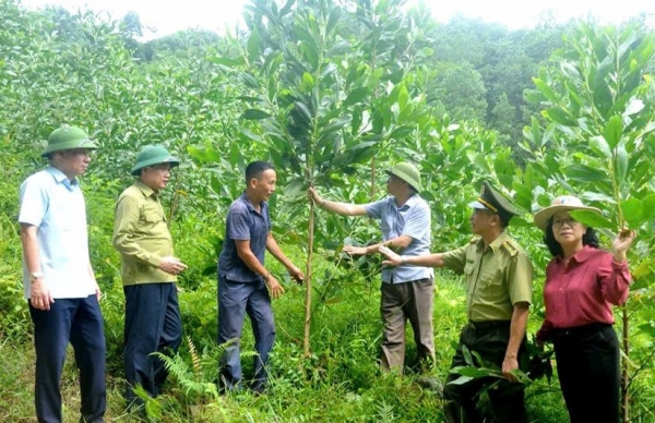 Gia Lai: Ban hành Quy chế hoạt động Ban Chỉ đạo Phát triển lâm nghiệp bền vững