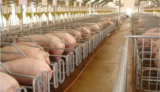 Ban hành Nghị quyết hỗ trợ khắc phục thiệt hại do dịch bệnh động vật