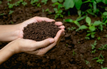 Phân bón vi sinh: Hướng đi mới cho nền nông nghiệp xanh