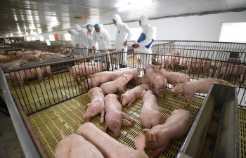 An toàn sinh học: “Khóa chặt” rủi ro dịch bệnh để giữ nhịp tăng trưởng chăn nuôi