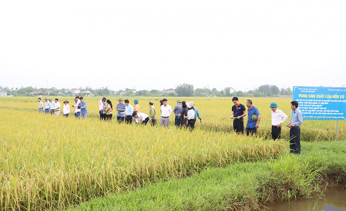 Trồng trọt hữu cơ - xu hướng của nền nông nghiệp bền vững.