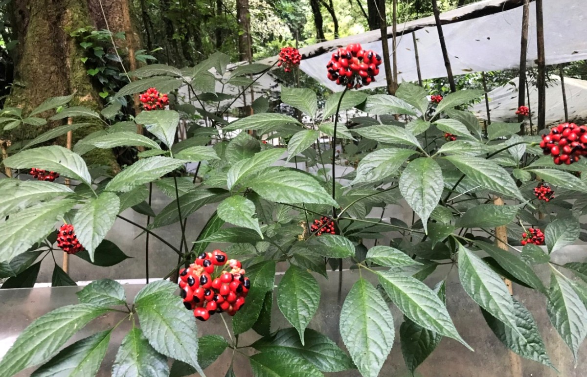 Cách nhận biết, bảo tồn và giữ gìn nguồn gen gốc "quốc bảo" Việt Nam