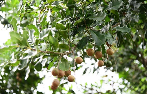 Nâng cao năng suất và phòng trừ sâu bệnh hại trên cây mắc ca theo hướng sinh học