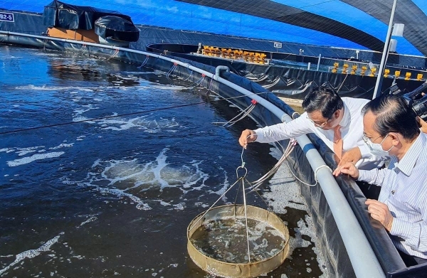 Nhân rộng mô hình nuôi tôm tuần hoàn: Hướng đi bền vững cho “thủ phủ tôm” Việt Nam
