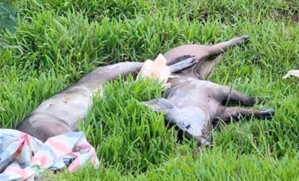 Bị xử phạt 5 triệu đồng vì vứt lợn nghi mắc dịch tả lợn Châu Phi ra môi trường