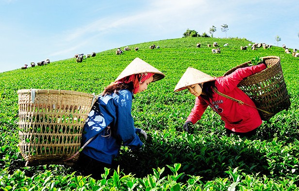 Nguyên tắc về sự cẩn trọng trong nông nghiệp hữu cơ: Tiên liệu và trách nhiệm với tương lai