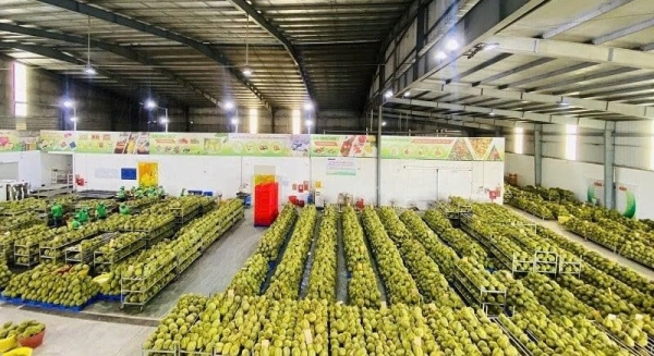 Đắk Lắk phát cảnh báo khẩn: Gần 2.000 container sầu riêng ùn ứ, nguy cơ đứt gãy chuỗi cung ứng xuất khẩu