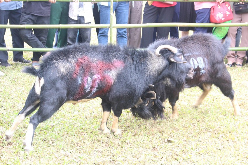 Lào Cai: Rộn ràng Ngày hội Văn hóa các dân tộc xã Lâm Thượng
