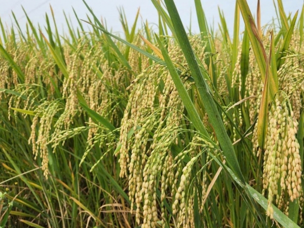 Nghệ An đẩy mạnh các giải pháp giảm phát thải trong nông nghiệp