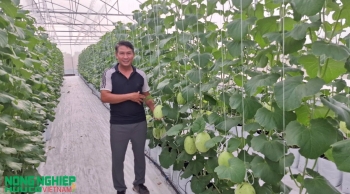 Hải Phòng: Nông sản hữu cơ ngày càng được quan tâm