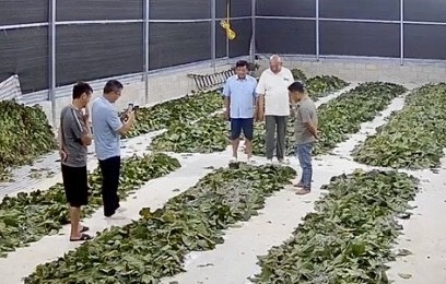 Hợp tác xã vùng biên khởi sắc từ cây dâu, con tằm