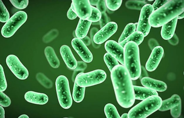 Giải pháp xanh cho nông nghiệp bền vững bằng chế phẩm sinh học HLC