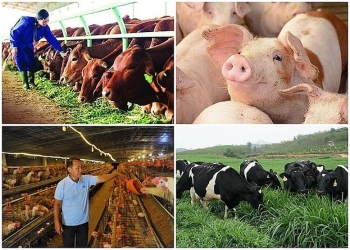 Đề xuất sửa quy định thuế VAT lĩnh vực nông nghiệp để "gỡ khó" cho doanh nghiệp