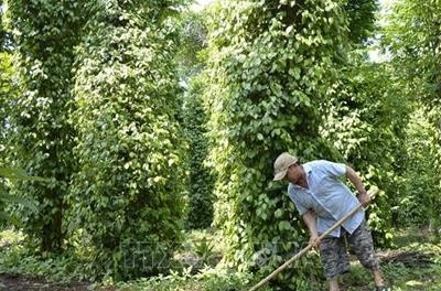 Quảng Trị: Trồng mới, tái canh 182 ha cây công nghiệp dài ngày và cây ăn quả