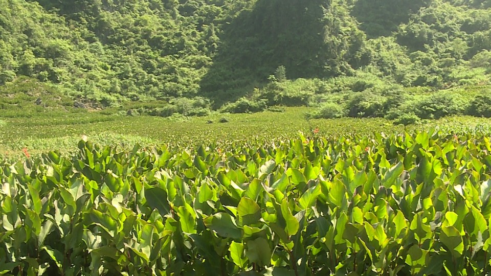 Cây dong riềng mở hướng phát triển kinh tế nông thôn