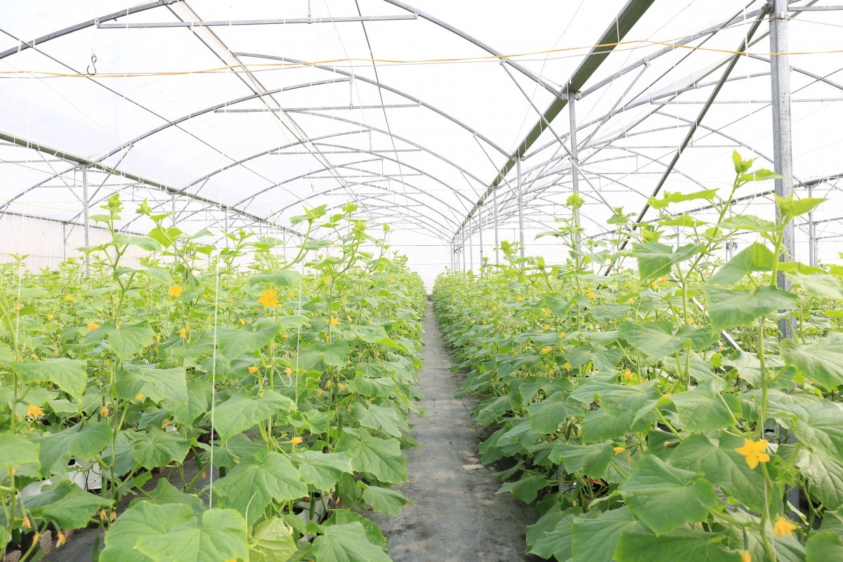 Bắc Ninh ban hành quy định mới về mức hỗ trợ hoạt động khuyến nông