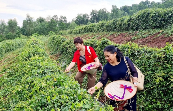 Sâm “tiến vua” và giai thoại về một loài cây huyền thoại