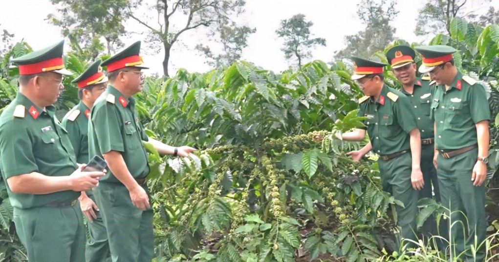 Diệt rệp sáp cà phê bằng chế phẩm hữu cơ tự chế