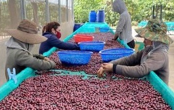 Ngành cà phê Việt Nam lập kỷ lục xuất khẩu mới với trên 8,4 tỷ USD