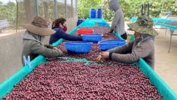 Ngành cà phê Việt Nam lập kỷ lục xuất khẩu mới với trên 8,4 tỷ USD