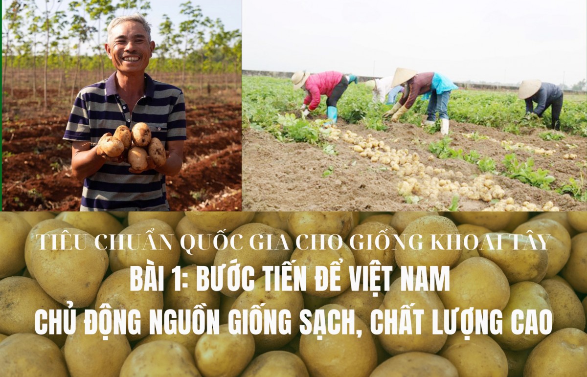 Tiêu chuẩn quốc gia cho giống khoai tây - Bài 1: Bước tiến để Việt Nam chủ động nguồn giống sạch, chất lượng cao