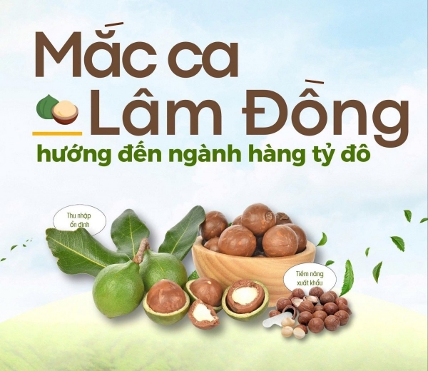 Hoàn thiện mô hình quản lý và nhận diện thương hiệu “Mắc ca Lâm Đồng”