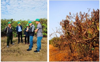 Cà phê Việt Nam trước biến đổi khí hậu: Thách thức và giải pháp thích ứng