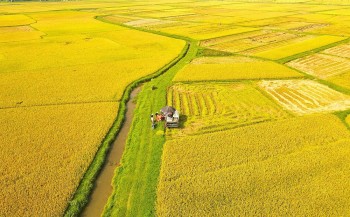 Dấu ấn 8 thập kỷ ngành Nông nghiệp và Môi trường: Kế thừa và đổi mới vì phát triển xanh, bền vững