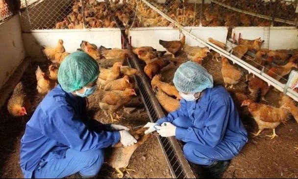 Lâm Đồng chủ động ngăn chặn nguy cơ bùng phát dịch cúm gia cầm lây sang người