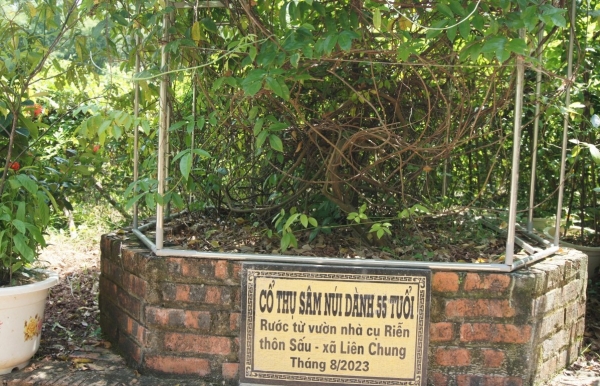 Để sâm núi Dành vươn ra thị trường lớn: Cần những giải pháp toàn diện