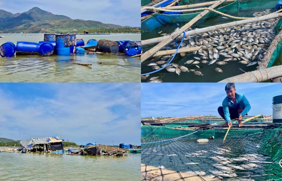 Tập trung cao độ khôi phục sản xuất nông nghiệp sau bão