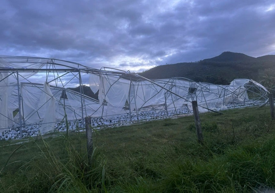 Tập trung cao độ khôi phục sản xuất nông nghiệp sau bão